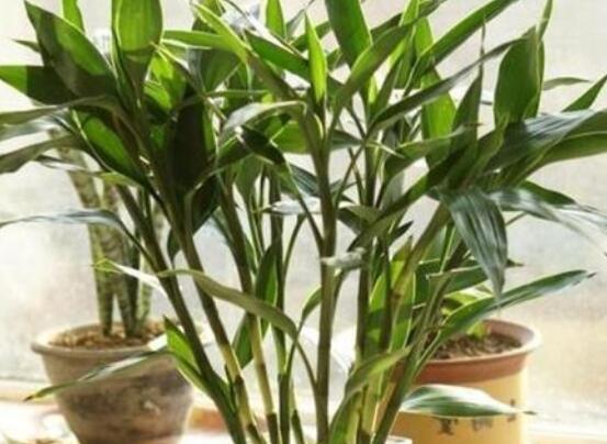 如何修剪富貴竹，教你最全面三種修剪方法(枝葉/葉芽/根系)