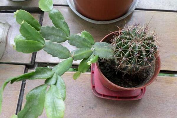 仙人球是怎樣繁殖的，有扦插/嫁接/播種三種方法