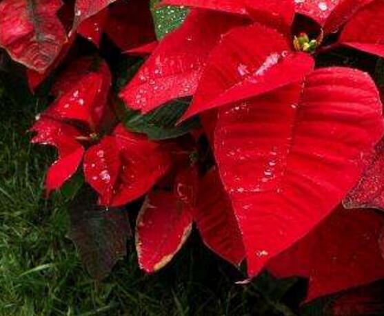 一品紅的四季怎么養(yǎng)，一品紅的四季養(yǎng)護方法