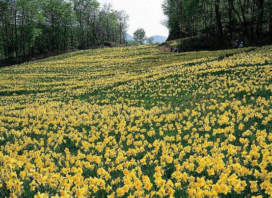 水仙花怎么施肥，水仙花施肥方法