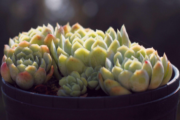 冰梅多肉怎么養(yǎng)，接受充足明亮的光線照射