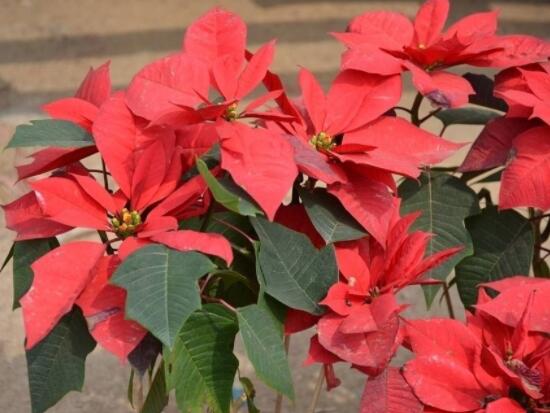 一品紅花怎么養(yǎng)， 做好七個(gè)要點(diǎn)生長(zhǎng)的郁郁蔥蔥、紅紅火火