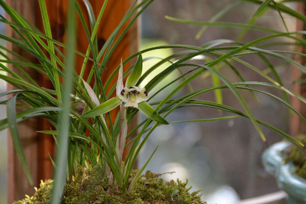 蘭花澆水的正確方法，選擇優(yōu)良水質(zhì)均勻灌溉