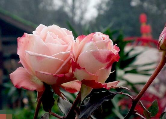 玫瑰花什么時(shí)候開花，玫瑰開花在每年初夏期間