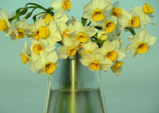 水仙花有毒嗎，有毒小心別當(dāng)菜吃