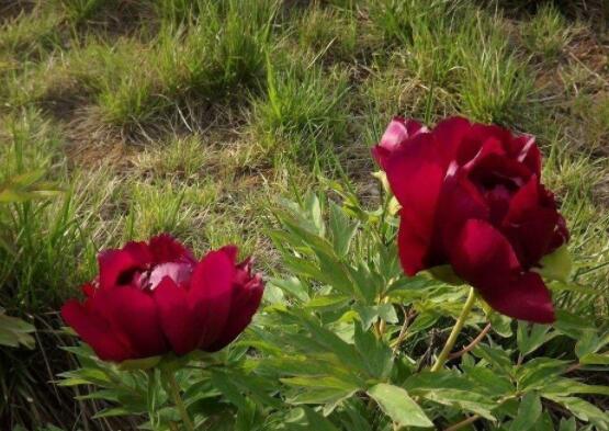 黑芍藥花功效及作用，護(hù)膚養(yǎng)顏、養(yǎng)肝護(hù)肝、緩解疲勞