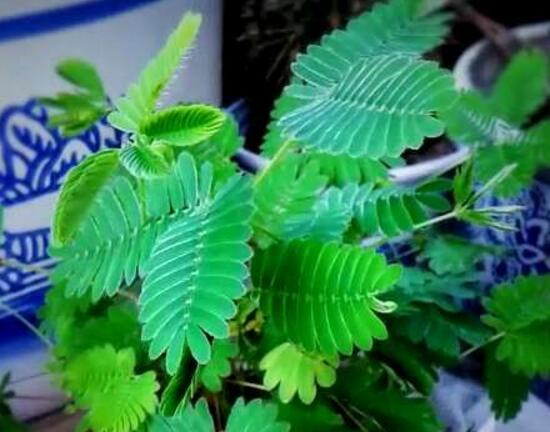 含羞草長(zhǎng)什么樣子，含羞草的特點(diǎn)是什么