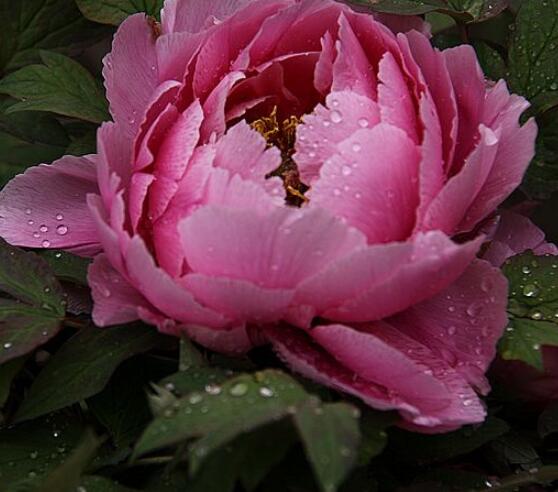 牡丹花語寓意，富貴吉祥、繁榮昌盛/吉祥幸福、美好憧憬