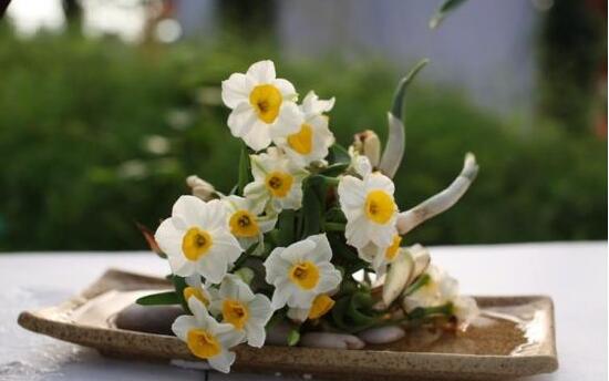 水培水仙花的養(yǎng)殖方法，五個(gè)簡(jiǎn)單小步驟可養(yǎng)好