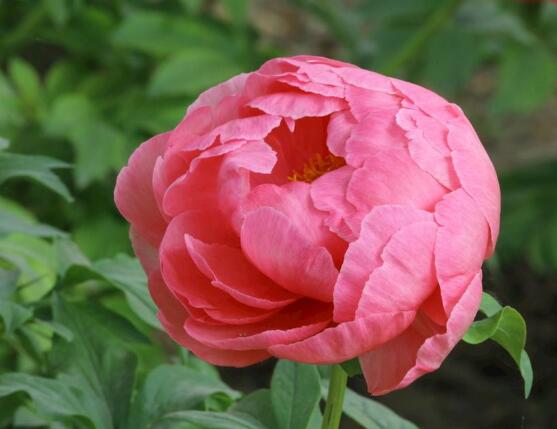 芍藥花籽幾月成熟，每年八月份時(shí)期(果實(shí)開裂)