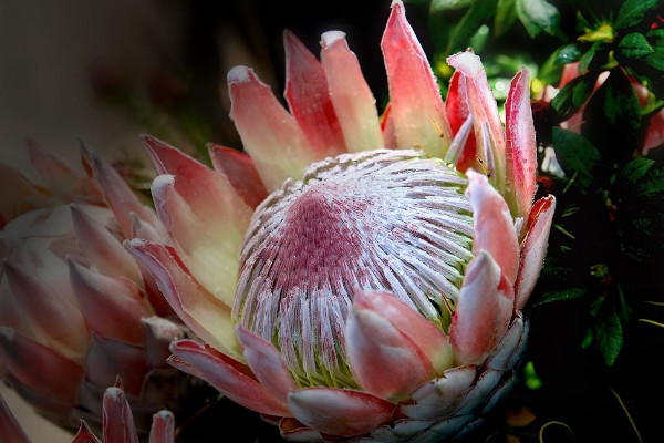 帝王花花語是什么，勝利/圓滿/富貴吉祥