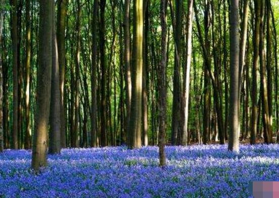 風信子怎么施肥，風信子施氮磷鉀復合肥最為合適