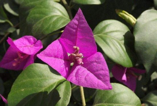 三角梅葉子發(fā)黃的原因，三角梅葉子發(fā)黃脫落怎么辦