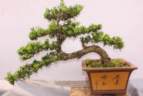 羅漢松有毒嗎，羅漢松可以在臥室養(yǎng)嗎