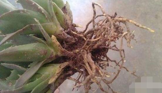 蘆薈的繁殖方法，五種方法蘆薈盆盆爆滿