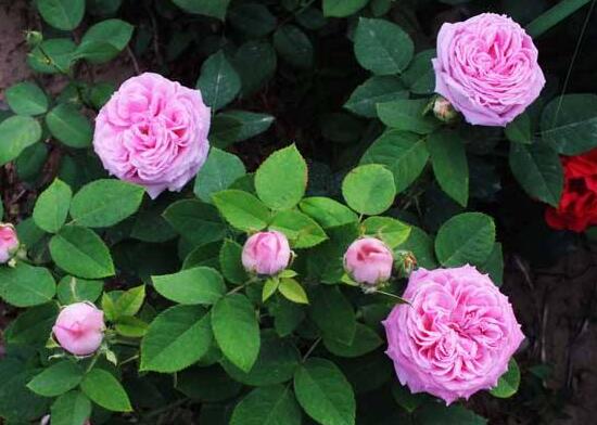 月季花花期是什么時(shí)候，月季花什么時(shí)候開花