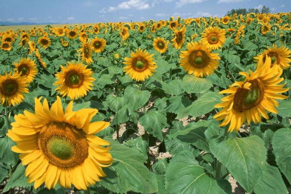 一朵向日葵花語是什么，象征著太陽、沉默的愛