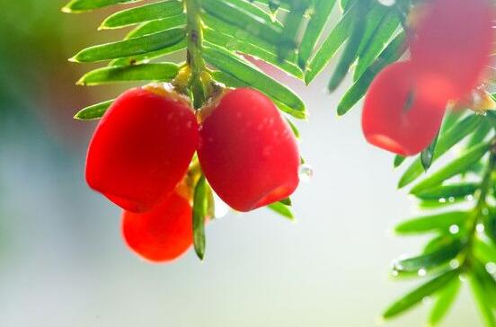 紅豆杉干枯后急救方法，教你四種方法輕松解決