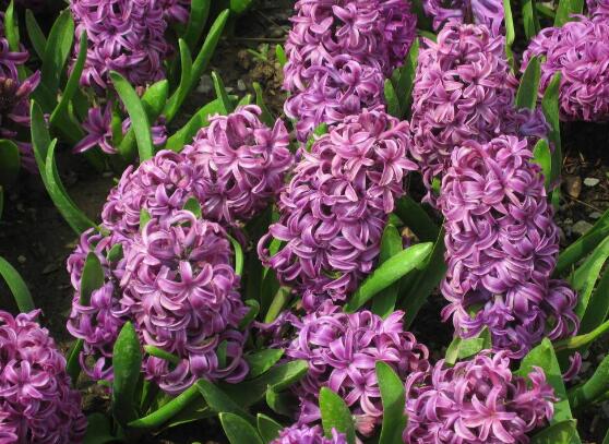 風(fēng)信子的花語，點(diǎn)燃生命之火，永遠(yuǎn)的懷念