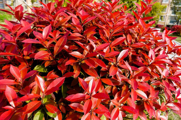 紅葉石楠修剪時(shí)間