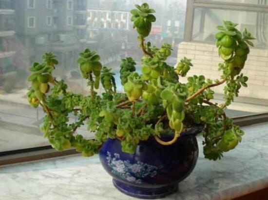 碰碰香有毒嗎，碰碰香一碰就芳香怡人