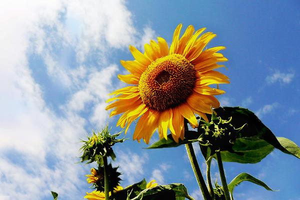 向日葵一般送什么人，送給最親近的人（長(zhǎng)輩、領(lǐng)導(dǎo)、朋友）