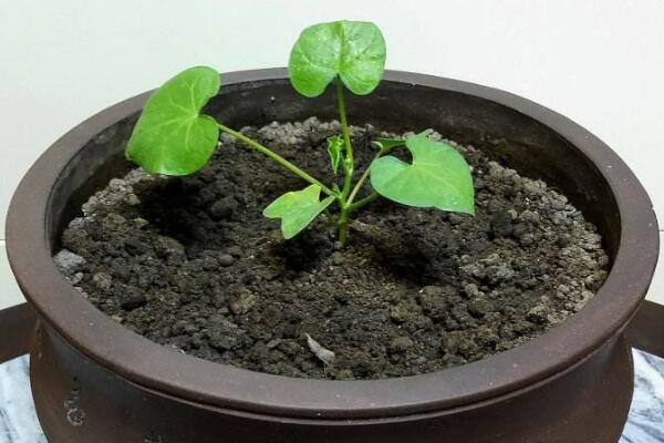 牽?；?yáng)臺(tái)種植方法，牽?；ǖ姆N植步驟詳解