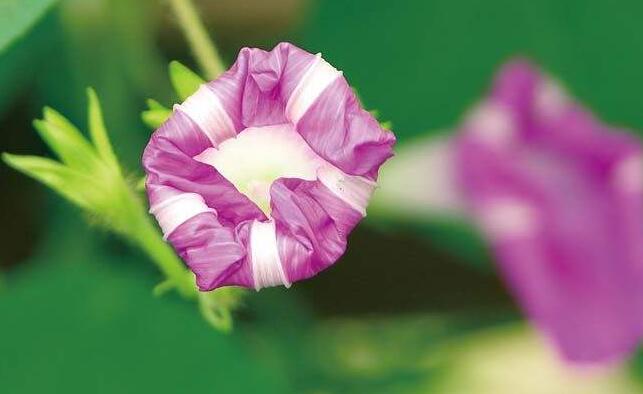 牽?；ㄆ贩N，五種比較稀有的品種