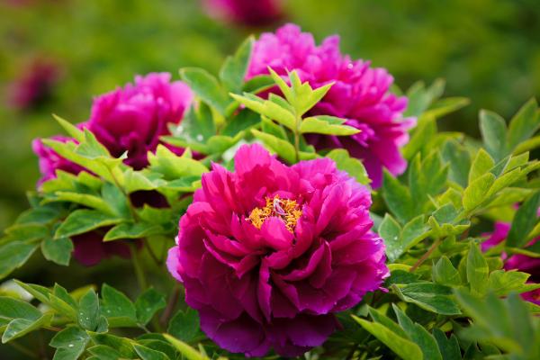 家養(yǎng)牡丹花種植方法，最基本的五大技巧缺一不可