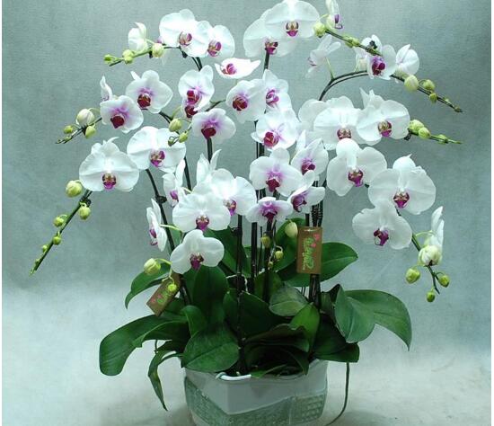 蝴蝶蘭怎么養(yǎng)才能開花，蝴蝶蘭的養(yǎng)殖方法