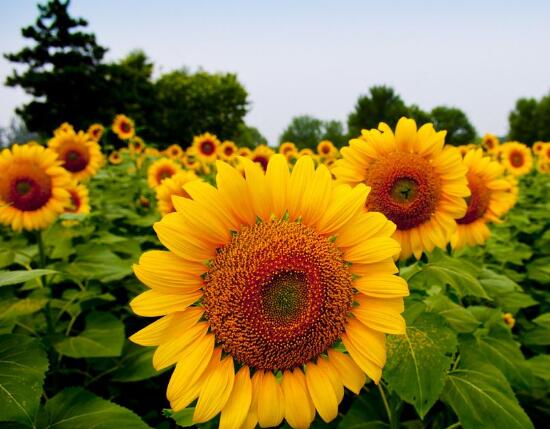 向日葵怎么施肥，向日葵要施什么肥好/農(nóng)家肥為主