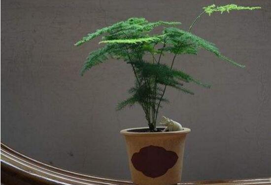 文竹多久澆次水，文竹怎么澆水