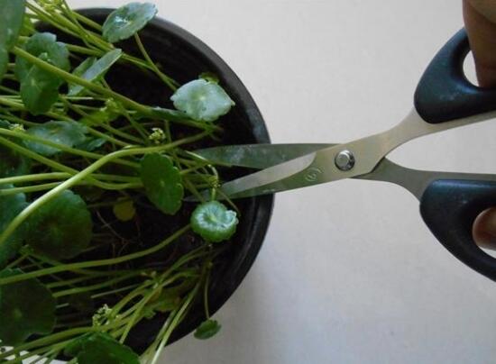 銅錢草怎么修剪，銅錢草剪掉葉子能活嗎