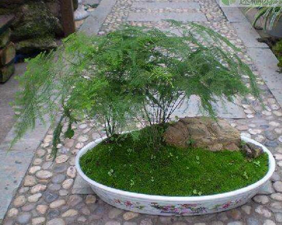 文竹病蟲害有哪些，文竹的病蟲害防治