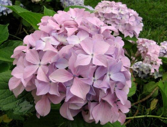 粉色繡球花花語，代表著美好回憶、期待愛情