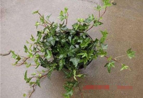 常青藤除甲醛嗎，每平方米可吸收甲醛1.48毫克