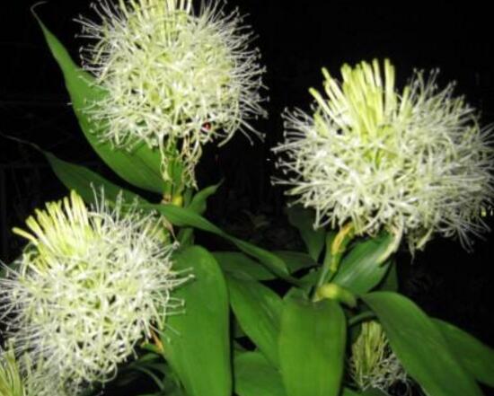 富貴竹會(huì)開(kāi)花嗎，富貴竹開(kāi)花意味著什么