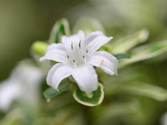 六月雪哪個(gè)品種最貴，屬金邊六月雪當(dāng)之無愧