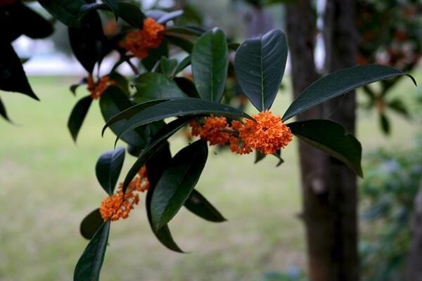 桂花什么時(shí)候開，不同的品種開花時(shí)間也不同