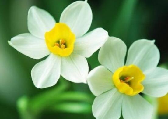 水仙花代表什么含義，純潔的愛(ài)情、吉祥祝福