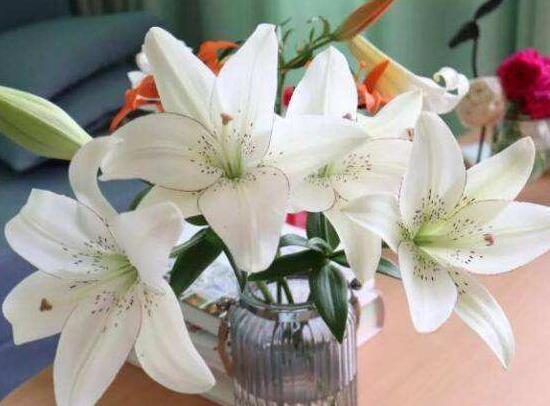 盆栽百合花施什么肥好，百合花怎么施肥/施用氮肥