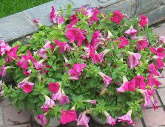 牽?；ㄔ趺辞げ?，牽牛花扦插方法