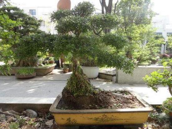 六月雪怎么修剪圖解，六月雪修剪方法