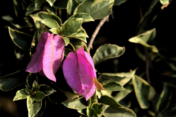 三角梅嫁接用什么砧木，半木質(zhì)化的紫花三角梅很合適