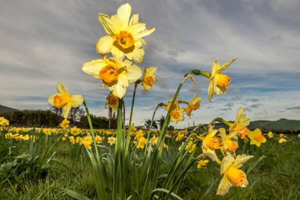 洋水仙的養(yǎng)殖方法和注意事項，五個步驟讓你養(yǎng)出郁郁蔥蔥的洋水仙