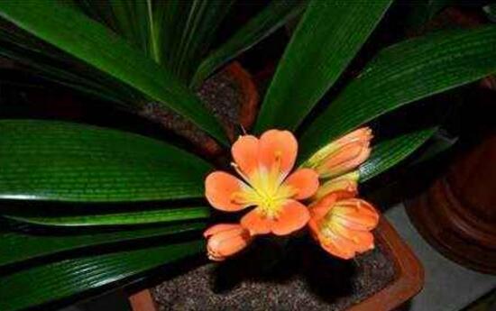 君子蘭怎么澆水，君子蘭澆啤酒的好處/促進生長