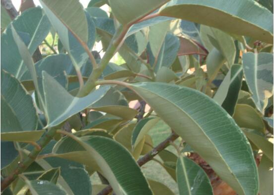 橡皮樹(shù)長(zhǎng)黑斑怎么辦，兩種原因以及解決辦法