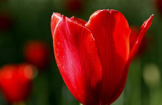 郁金香品種，郁金香七大品種百花齊放