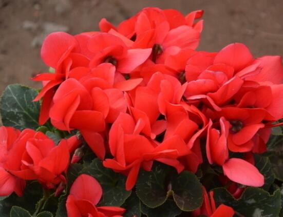 仙客來的葉子發(fā)黃怎么辦，教你四種原因以及解決辦法