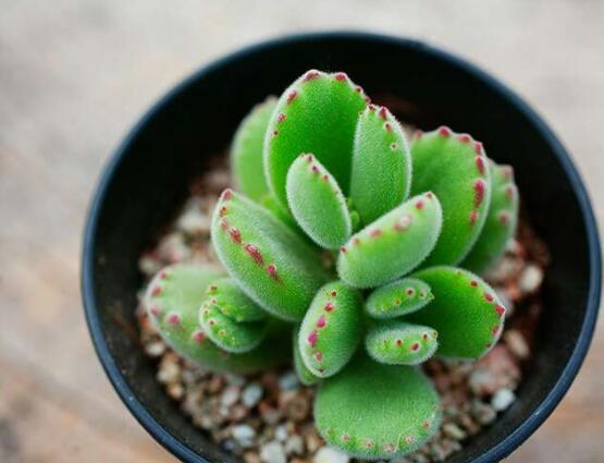 熊童子開花要施肥嗎，施以磷鉀肥為主/35度以上停止施肥